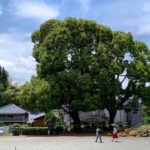 旧園庭の立派なくすのき。遊具等はそのまま残っています。 旧園庭の立派なくすのき。遊具等はそのまま残っています。