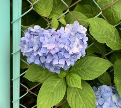 ハート型の紫陽花（撮影:佐藤愛子）