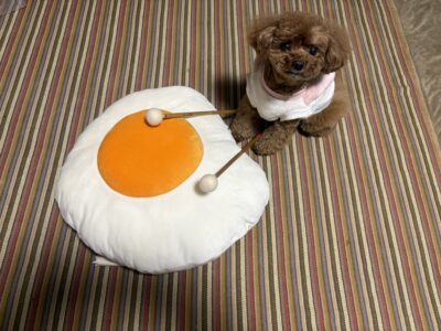 大きな目玉焼きと愛犬